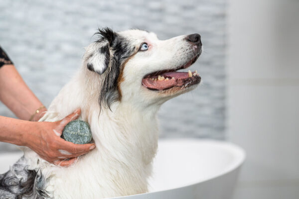 Hond douchen shampoo