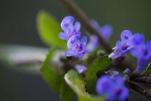 Close-up van de bloemen van de Scutellaria plant