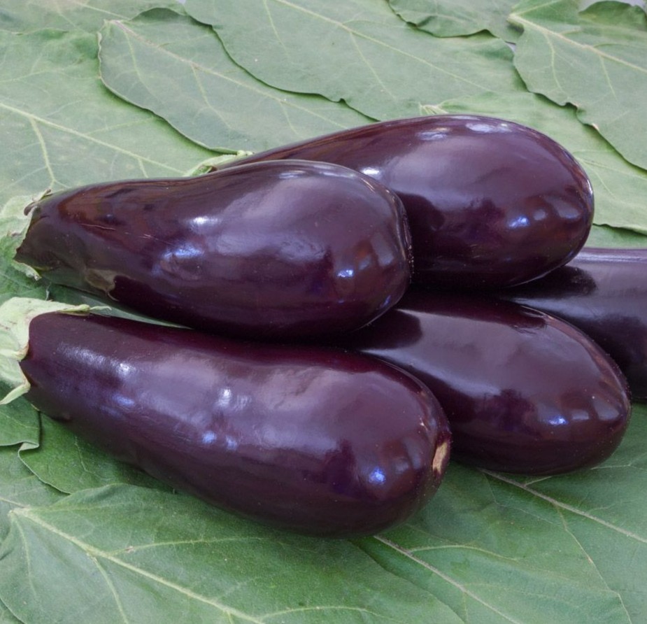 Bingenheimer biologische aubergine Zora zaden Demeter vruchten