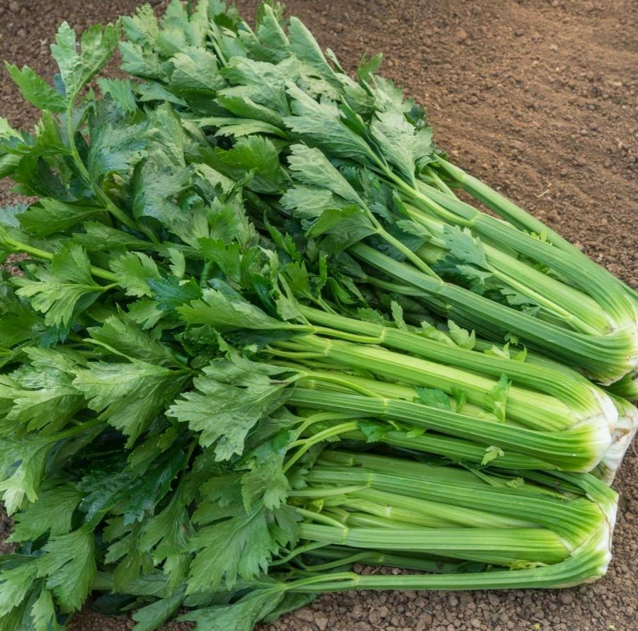 Bleekselderij Tall Utah met gladde, groene en vlezige ribben.