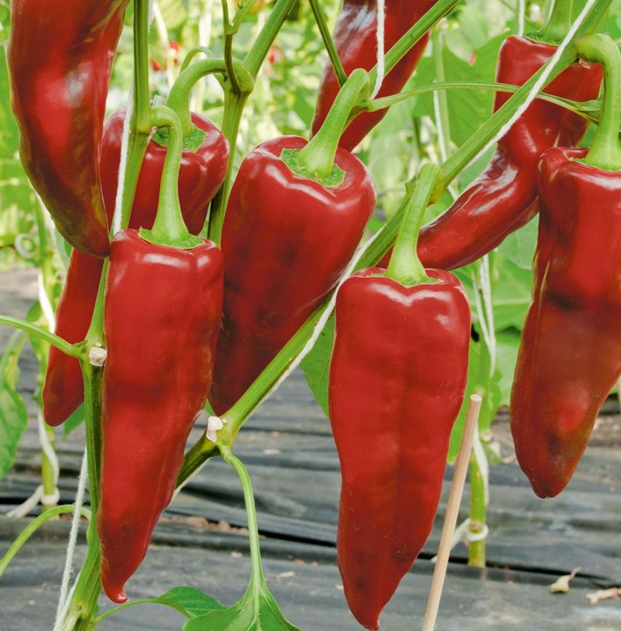 Bingenheimer Biologische Paprika Pantos Zaden Demeter - Afbeelding 2