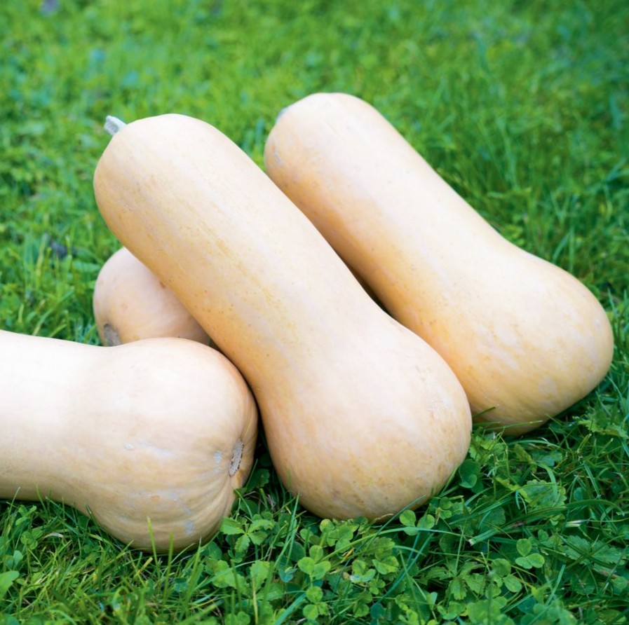 Bingenheimer Flespompoen (Butternut) Nutterbutter zaden - Afbeelding 2