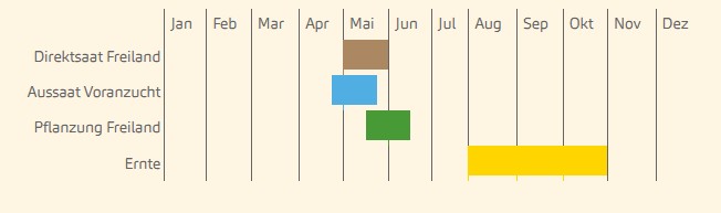 Bingenheimer Flespompoen Butternut wanneer zaaien