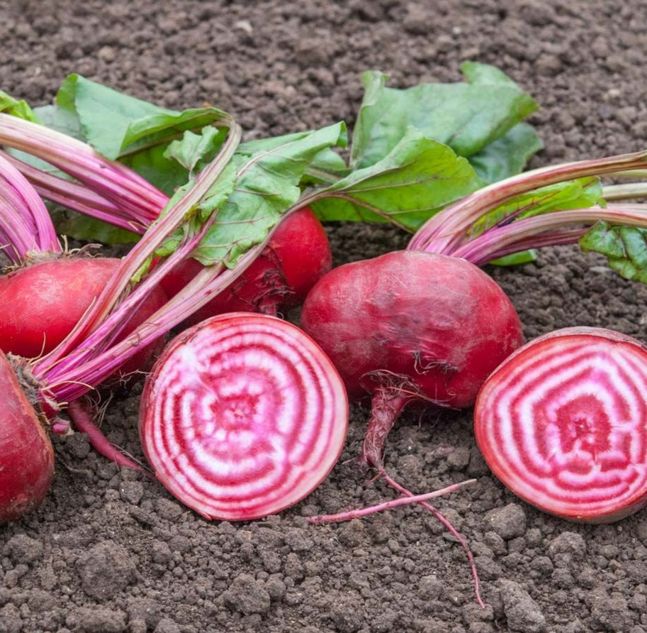 Bingenheimer Saatgut Rode Biet Tondo di Chioggia bio zaden - Afbeelding 2