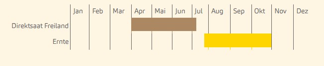 Wanneer rode bieten zaaien