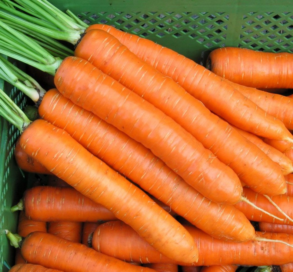 Bingenheimer biologische wortel Robila met lange slanke wortels